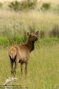 COLORADO HIGH COUNTRY - September 2013